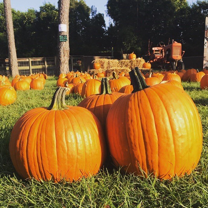 7 Acre Wood tweet media