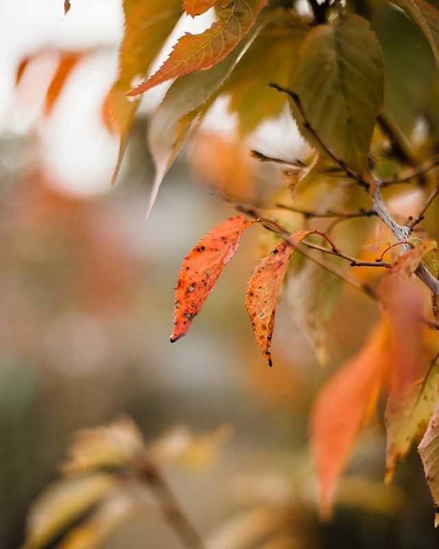 arcfotografia's tweet photo. You can't beat autumn colours. ❤️ #York #yorkshire #england #travel #ourfaveplaces #travelgram #fujifilm #canon #photography #lrmobile #raw #love #instamood #adventure #igers #tourists #instadaily #autmn #igdaily #photooftheday #streetphotography #visity… https://t.co/Ccwhe0WQ4H https://t.co/suA0TTBQvr