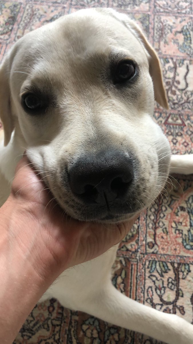 andresbrice97's tweet photo. De verdad no entendía como la gente decía que un perro es el/la mejor amig@ de uno... Hasta que me traje a Flash a la casa! Ahora todo tiene sentido... https://t.co/I1bsx27QxT