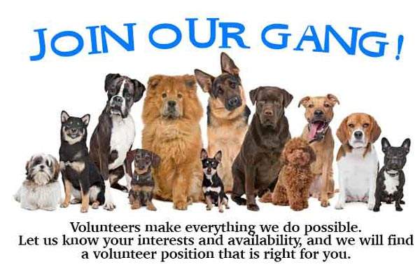 HCACC's tweet image. 🐶 Volunteering News! 🐱 - mailchi.mp/96081570b357/v…