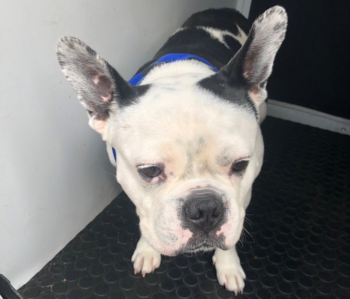 ❗PLEASE RT❗ We have picked up a stray dog from the Moorclose area of Workington (found near the Spar) and are trying to trace her owner. She's a French Bulldog about seven years old. If you know who owns her please contact Whinmill Farm Kennels, High Harrington on 01946 832002.