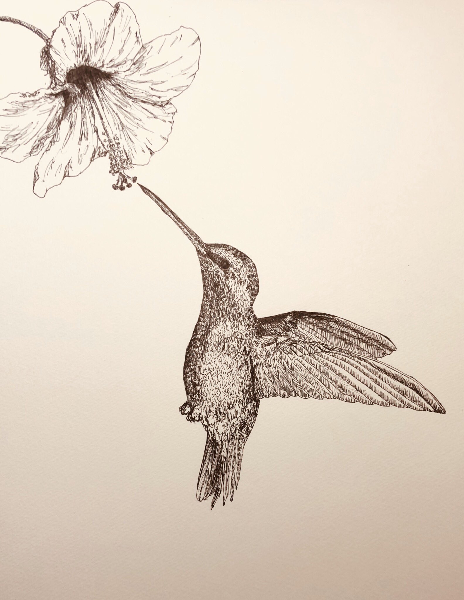 ナツ ハチドリ模写 イラスト ペン画 模写 ハチドリ T Co Bghoerou0u Twitter