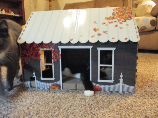 SusieQ6shooter's tweet photo. My cats were jealous 'cuz I got my granddaughter a play hut, so I got them this #ScratchHouse. They were checking it out right away. #Sambo got in &amp; wouldn't get out, so Abigail got in the play hut &amp; Grayce decided to get in the box the house came in. 😹 https://t.co/RJqaUWUzrg