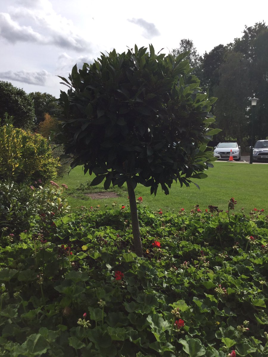 habsgirlsWB's tweet photo. A beautiful sunny Autumn Day for a #WednesdayWalkforWellbeing....thank you L4 for your company today 🙏🍁☀️#EatMoveLoveMovment @house_hectors https://t.co/StHoHAPho4