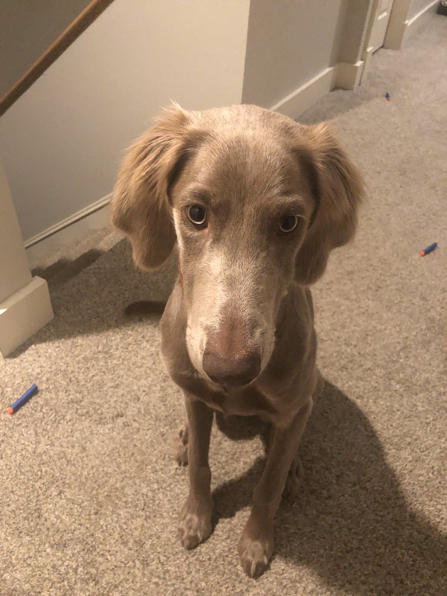Ranae_Kamaaina's tweet photo. Good morning to this jerk who is perfectly fine today after puking all night in various spots throughout the house. And yes, I cleaned it up at the time. Weimerainer Puppy. Sheesh. #nerf #nerfbullets 🙄🙄🙄🙄 https://t.co/F08zNJytRk
