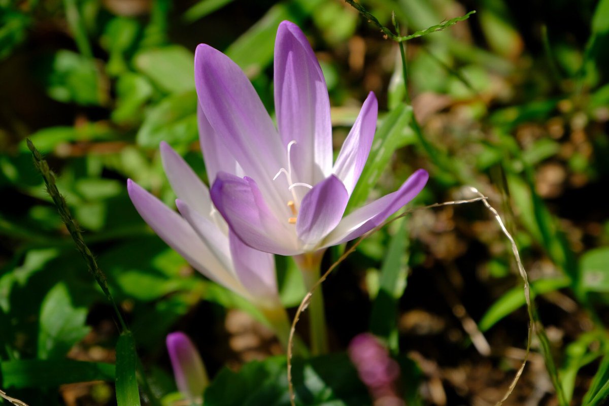 Nozomi 和名はイヌサフラン 球根植物コルチカムのこと 今年も 可愛く咲き始めました 花言葉は 危険な美しさ 他 有毒で国内野草誤嚥食事故のトップだとか 鳥兜や毒キノコよりも多いのです サフランに似ているからかな 球根や種にのみ毒がある