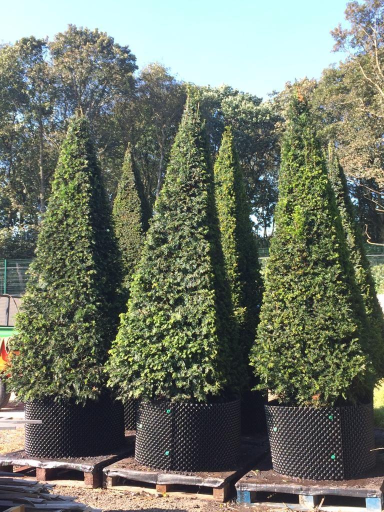 Until it can be planted, our newly delivered yew topiary is growing in these air-pots made from recycled plastic.  Irrigation for the yew hedge also comes from porous pipe made from recycled rubber.