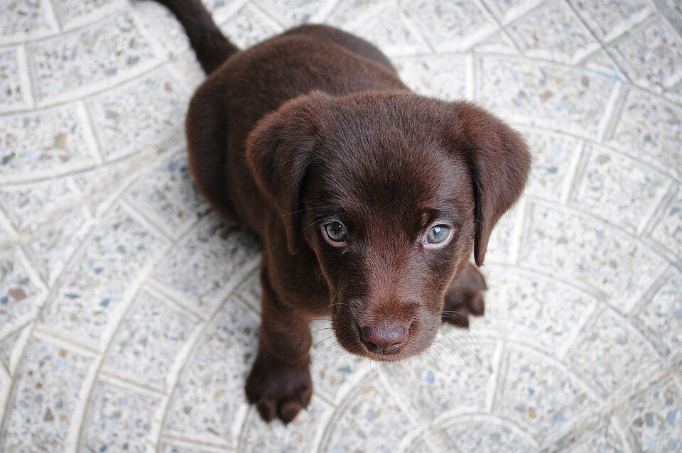 Pasa primer debate reforma que busca reconocer a animales como sujetos de derecho. http://ow.ly/CymM50wGaAX