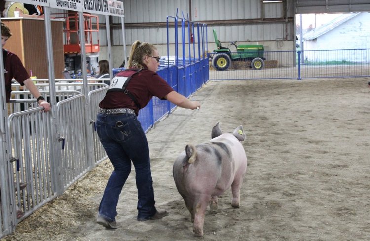 FFAcrestview's tweet photo. #2019FairHighlight Kassidy Klinger. A recent graduate of Crestview, Kassidy was on Van Wert Co Jr Fair Board and exhibited dairy beef feeders and market hogs at the fair! Kassidy also represented the dairy beef feeder department to show in showman of showmen! https://t.co/QsUioFHJQe