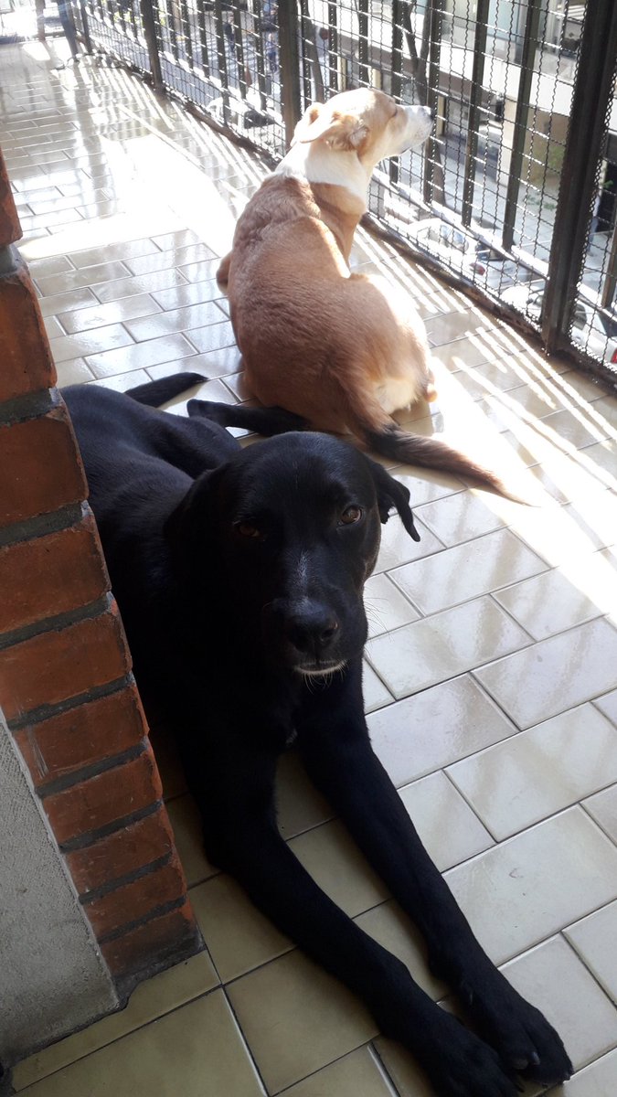 RossanaCodas's tweet photo. #Balconeando #LuputaDC #Ringo https://t.co/lso5UyGue7