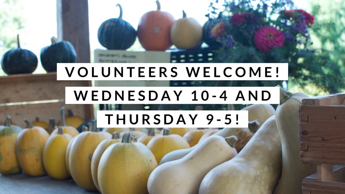 gcuof's tweet photo. Interested in volunteering this week? Come help us with our big harvest! Wednesday (today) 10-4 and Thursday 9-5! Can’t wait to see you! #uofg #learningfarm #studentfarm #uofgorganicfarm #uofgcampusfarm https://t.co/E036DF55DB