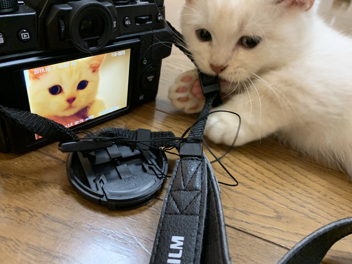 milkobianco's tweet photo. ใซใใณใใๆฎใฃใฆใซใ๐
Make me look good, okay?๐พ
#cat #catstagram #kitten #ใซใใใใใใใ #ใขใ็ซ #ใขใ็ซใใซใณ #ใใซใณใใขใณใณ #milkobianco #dandycat #makemelookgood #fujifilmxt20 https://t.co/QRBirM7b3Z