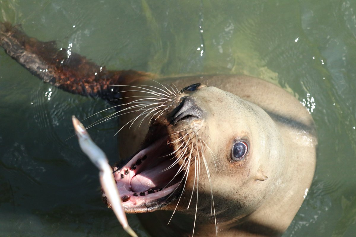 北海道の動物園 水族館 北海道小樽市 おたる水族館 トドが魚を食べる瞬間 屋外の海獣公園では 魚を買ってトドやアザラシにあげることができます 北海道 小樽 おたる水族館 小樽水族館 水族館 トド