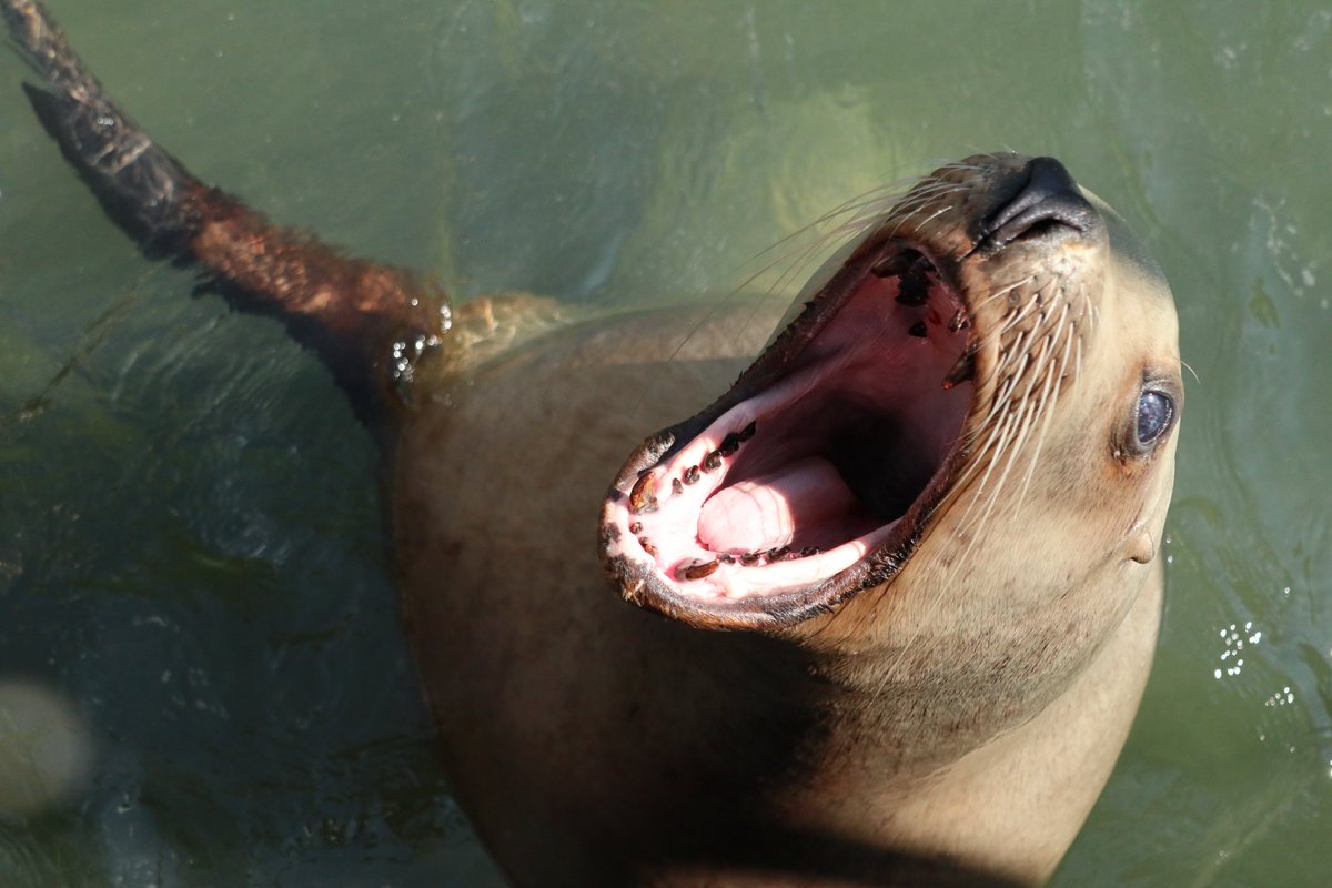 Twitter पर 北海道の動物園 水族館 北海道小樽市 おたる水族館 トドが魚を食べる瞬間 屋外の海獣公園では 魚を買ってトドやアザラシにあげることができます 北海道 小樽 おたる水族館 小樽水族館 水族館 トド