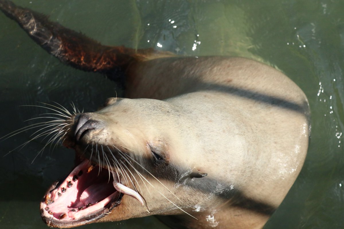 北海道の動物園 水族館 北海道小樽市 おたる水族館 トドが魚を食べる瞬間 屋外の海獣公園では 魚を買ってトドやアザラシにあげることができます 北海道 小樽 おたる水族館 小樽水族館 水族館 トド