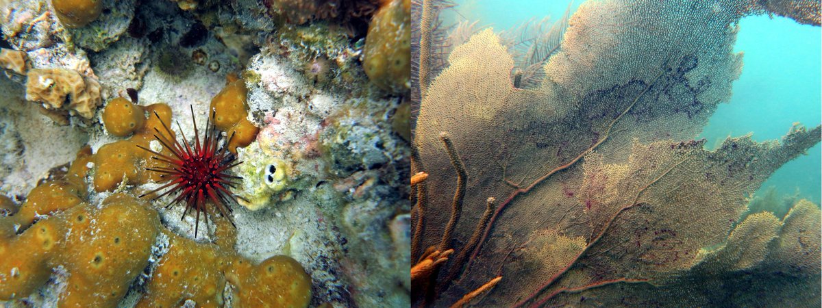 Allison Tracy (@amtracy8) on Twitter photo Our new work out today in ProcB! #Disease reports increase over 4 decades in #corals & #urchins, decrease in #fish & #elasmobranchs, increase in #Caribbean corals w temp anomalies. Ups & downs can both signal disruption <a href="/theRedShrimp/">Reyn Yoshioka</a> <a href="/sfheron/">Scott Heron</a> <a href="/DrewHarvell/">Dr. Drew Harvell</a> bit.ly/30YESxH Our new work out today in ProcB! #Disease reports increase over 4 decades in #corals & #urchins, decrease in #fish & #elasmobranchs, increase in #Caribbean corals w temp anomalies. Ups & downs can both signal disruption <a href="/theRedShrimp/">Reyn Yoshioka</a> <a href="/sfheron/">Scott Heron</a> <a href="/DrewHarvell/">Dr. Drew Harvell</a> bit.ly/30YESxH