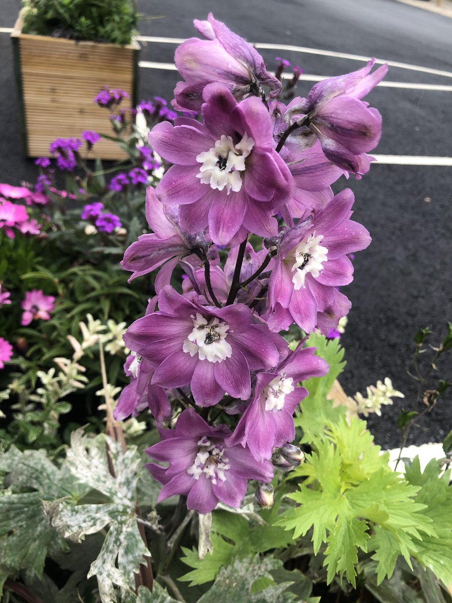 workspace_plus's tweet photo. Our planters @CallsWharfLeeds look beautiful still, despite being a week into October already! 💐#nofilter #offices #leeds #workspace #workspaceplus https://t.co/gexjUmVcK3