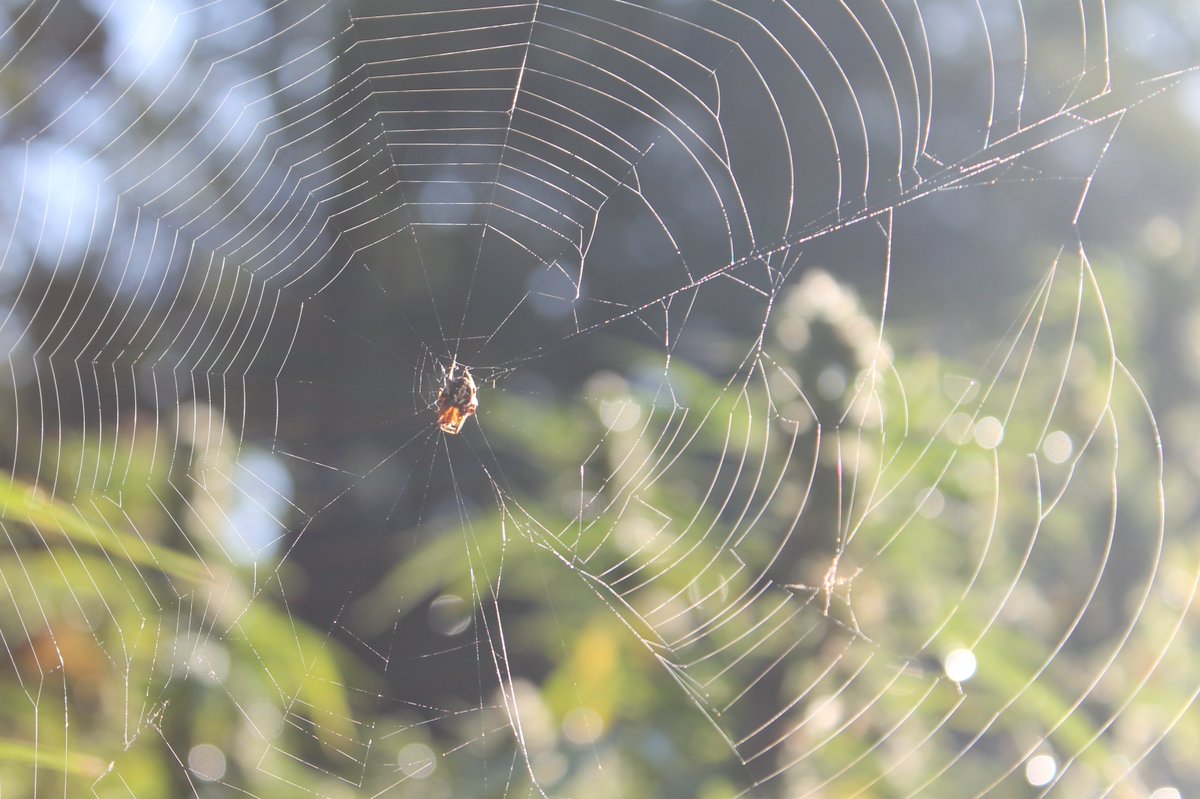 unhextracts's tweet photo. Arachnophobia anyone? Charlotte decided to pay us a visit in the fields! #cannabis #hemp #nature #agriculture #happyhalloween #cbd #NorthCarolina https://t.co/5zbpYOR1LT