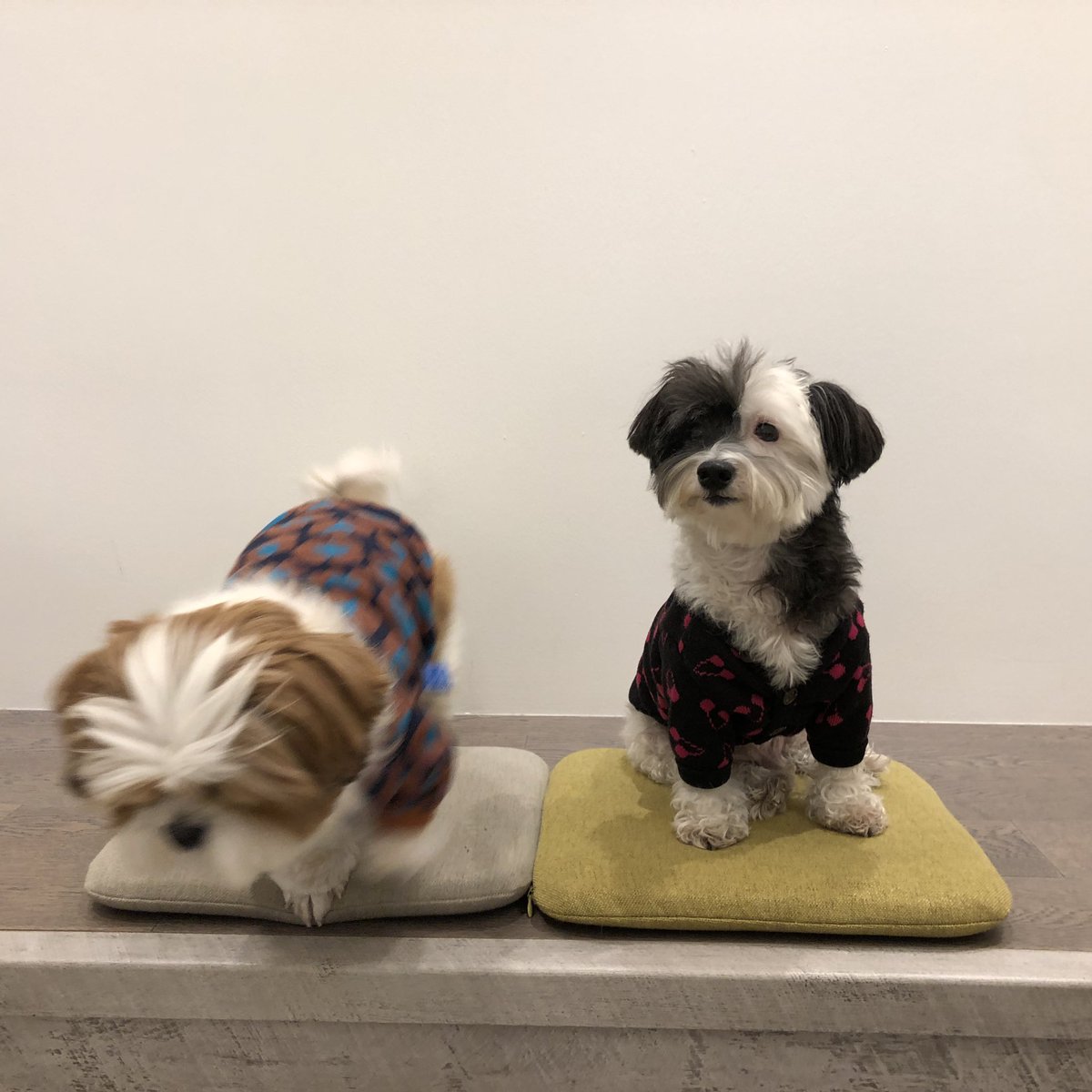 Chulsoo_dog's tweet photo. 군이: 난 너랑 사진 찍을 생각 없다니까? #철무룩 https://t.co/DDIERPIuCm