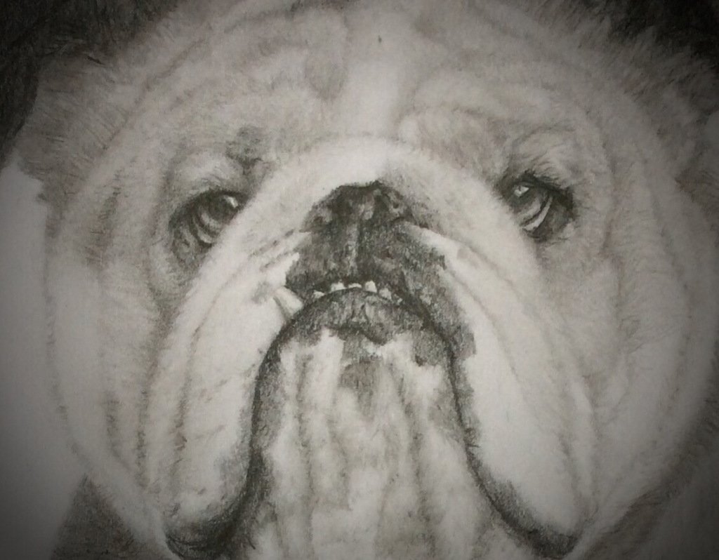 Ilovecolouring's tweet photo. Bulldog w.i.p.#2 – ‘Bulletje’ schiet al op https://t.co/7x4I1ZkGtL https://t.co/lrxMcT7wKs