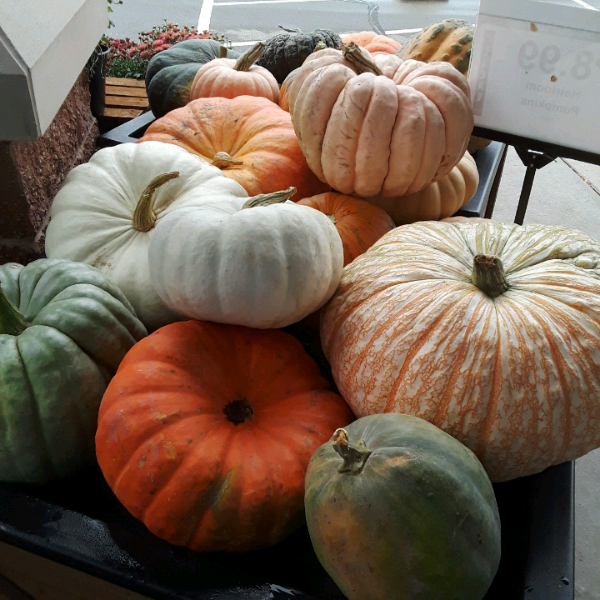 GrowItMobile's tweet photo. 🎃 Autumn is when pumpkin harvest starts! Did you know pumpkins can grow in six of the seven continents including Alaska! Antarctica is the only continent that they won't grow in. This week we're celebrating the beauty of this autumn favorite! #AutumnBlooms #Pumpkinpatch https://t.co/atPwE7VYJZ