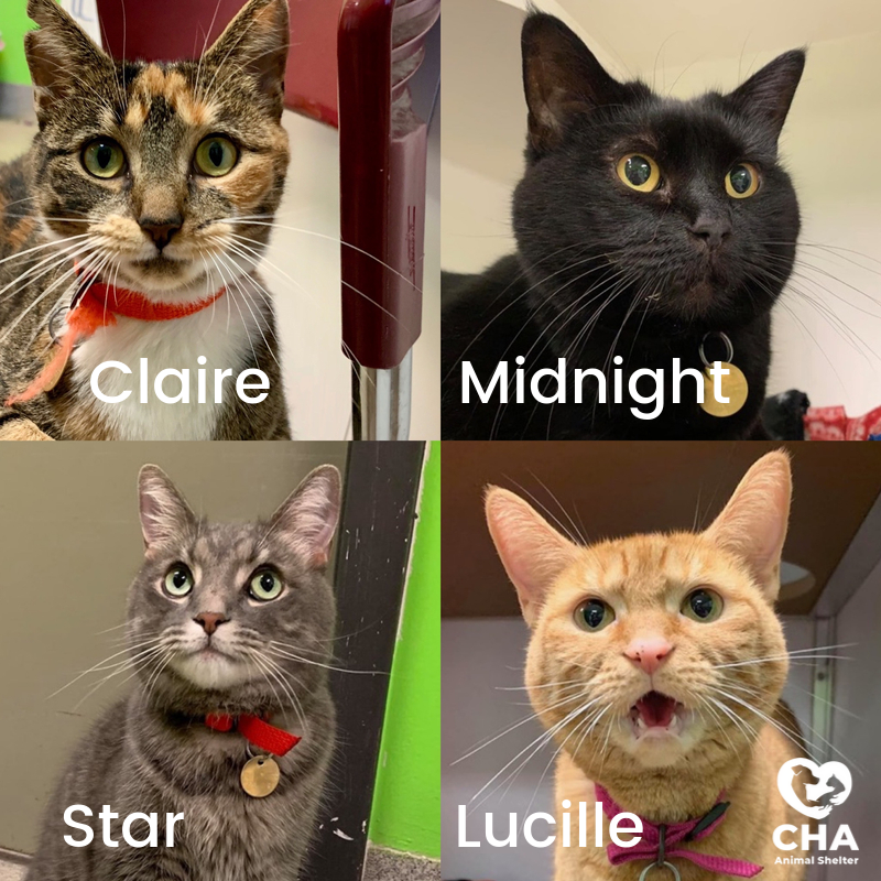 CHAAnimals's tweet photo. A few of our fabulous female felines have our Wednesday Wish List. Thank you for your support!
– 55-gallon trash bags
– Pate style canned kitten food
– Paper towels
#adoptcha #chaanimalshelter #catsofcolumbus #wednesdaywishlist https://t.co/IhJI5s4Ll9