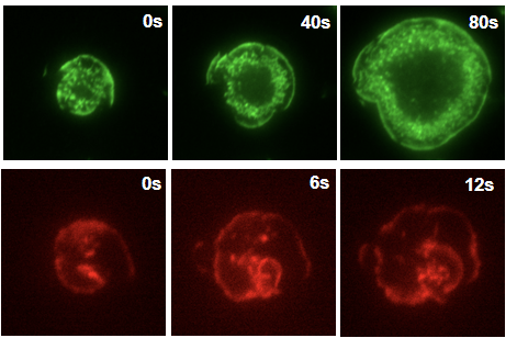 AnyaBurkart's tweet photo. Looking forward to hearing Arpita Upadhyaya share her research on #Mechanosensing in #ImmuneCells at 4:15pm today in the Ragon Institute at 400 Technology Square. #MITbiophysics https://t.co/IsCpaMQ6Nv