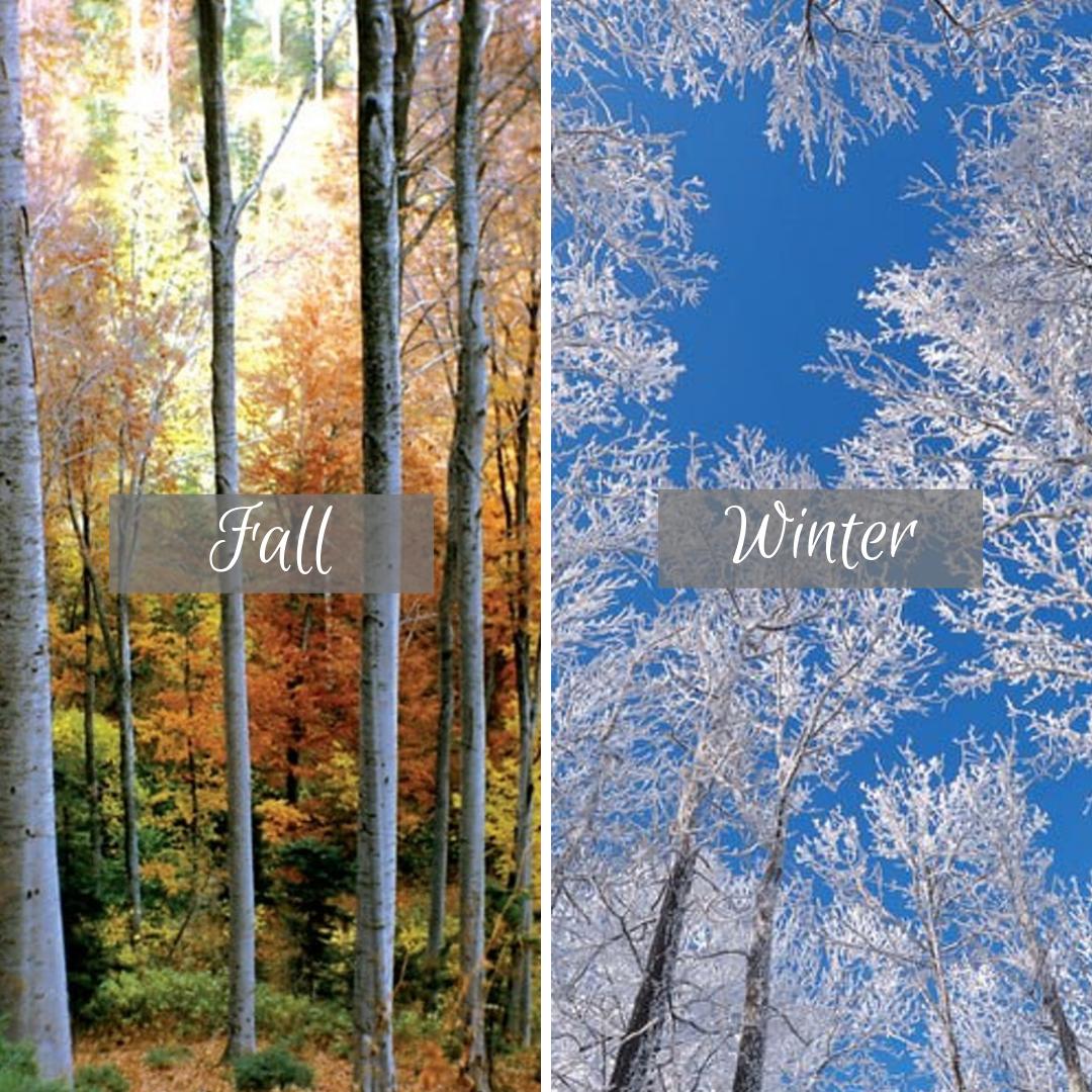 Which season do you like better? 🍂⛄