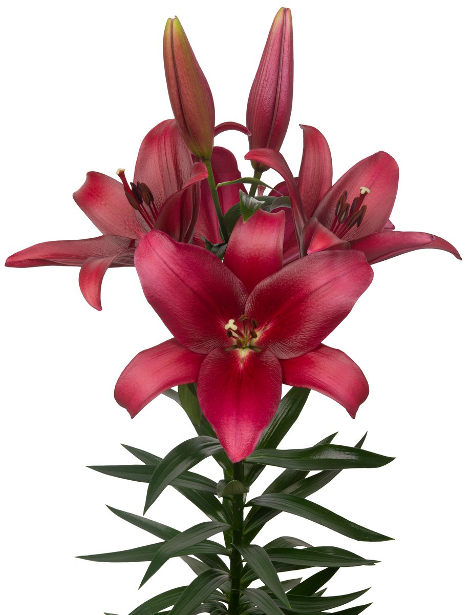 Change of names

OT Bacca = OT Bracca
makbreeding.nl/varieties/?cul…
TA Amistato = TA Qube
makbreeding.nl/varieties/?cul…
