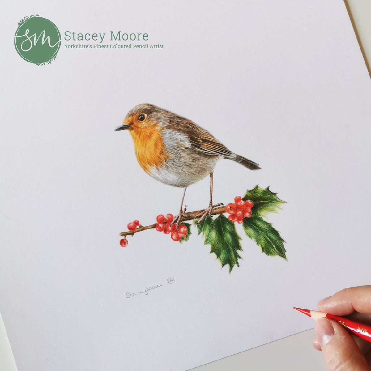 A little Red Robin on a branch of Holly 🧡