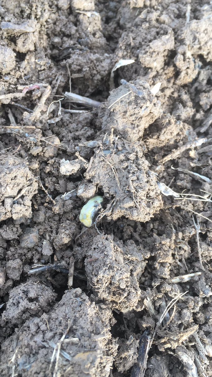 TAPAgronomy's tweet photo. Perhaps @Bayer4CropsUK Deter did offer more slug 🐌 protection and prevent hollowing than we previously thought...distant memory now! 😰Let’s hope @SyngentaCropsUK Vibrance Duo pulls this crop away from them. 🤞🏼 #postdeterwoes #notjustaphids #slugs #hollowing #lifeafterdeter https://t.co/PdQwVUyjpJ