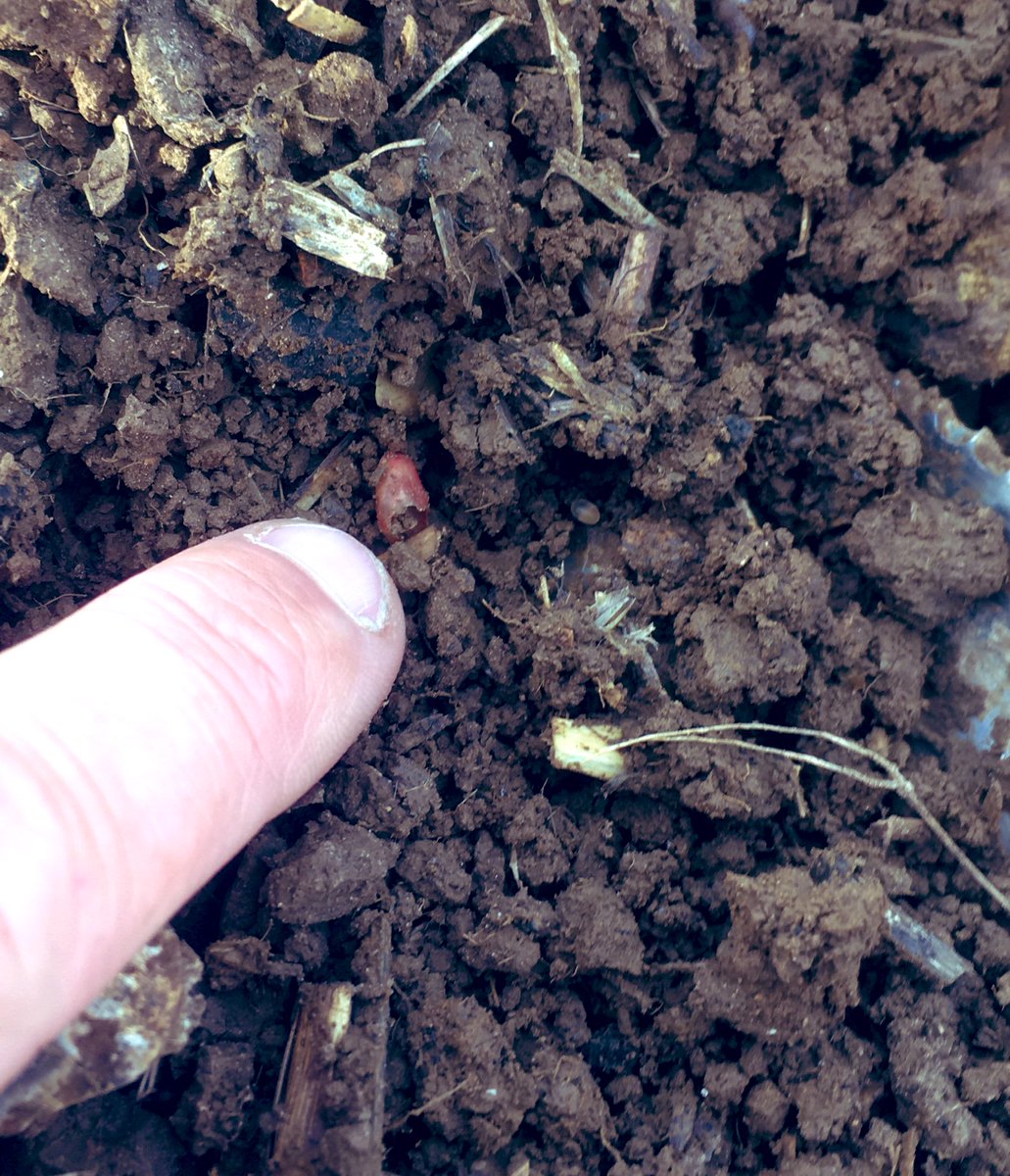 TAPAgronomy's tweet photo. Perhaps @Bayer4CropsUK Deter did offer more slug 🐌 protection and prevent hollowing than we previously thought...distant memory now! 😰Let’s hope @SyngentaCropsUK Vibrance Duo pulls this crop away from them. 🤞🏼 #postdeterwoes #notjustaphids #slugs #hollowing #lifeafterdeter https://t.co/PdQwVUyjpJ