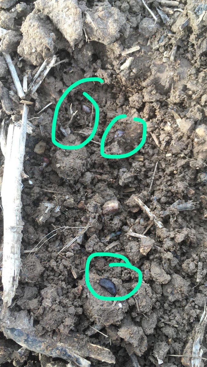 TAPAgronomy's tweet photo. Perhaps @Bayer4CropsUK Deter did offer more slug 🐌 protection and prevent hollowing than we previously thought...distant memory now! 😰Let’s hope @SyngentaCropsUK Vibrance Duo pulls this crop away from them. 🤞🏼 #postdeterwoes #notjustaphids #slugs #hollowing #lifeafterdeter https://t.co/PdQwVUyjpJ