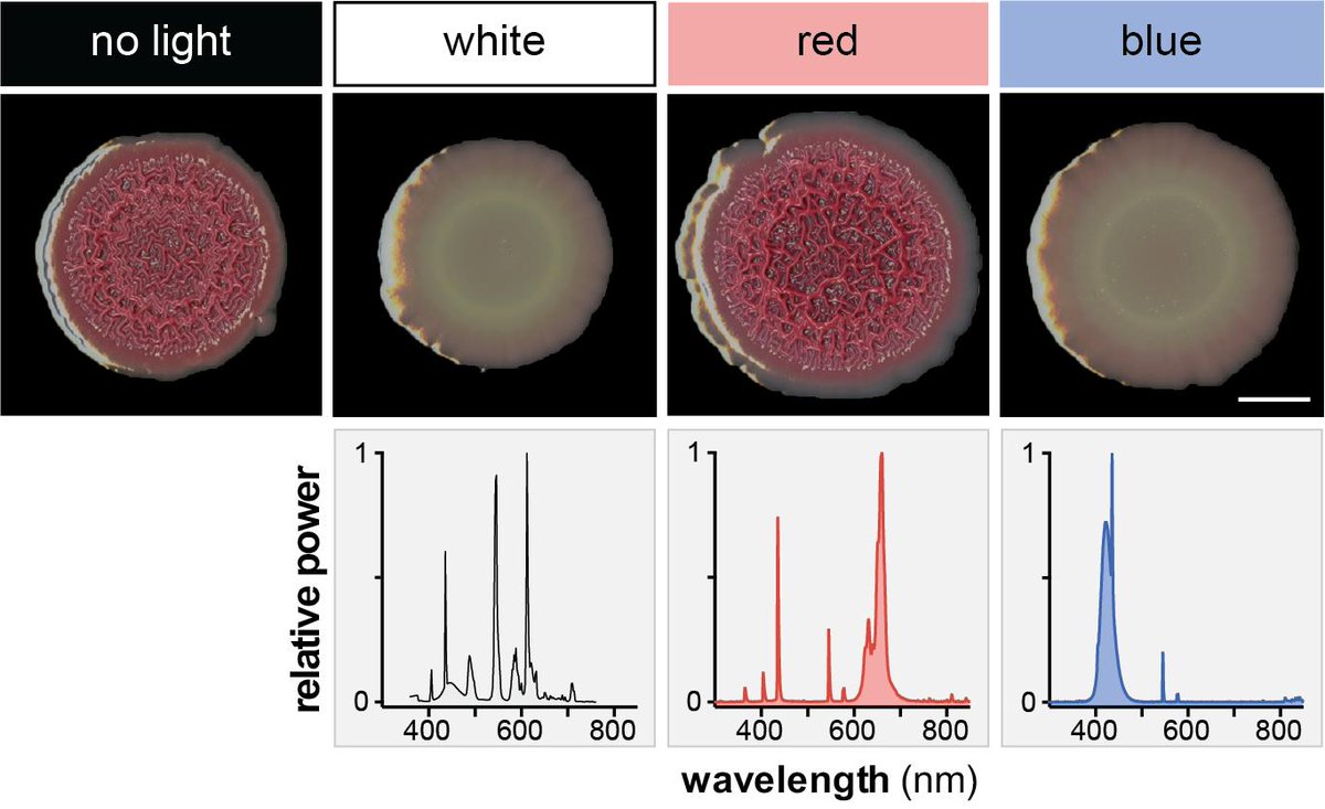 Lars Dietrich tweet media