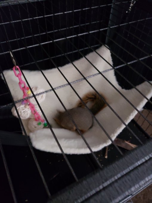 The squirrel loves his new hammock https://t.co/JM3Wb4gJT9