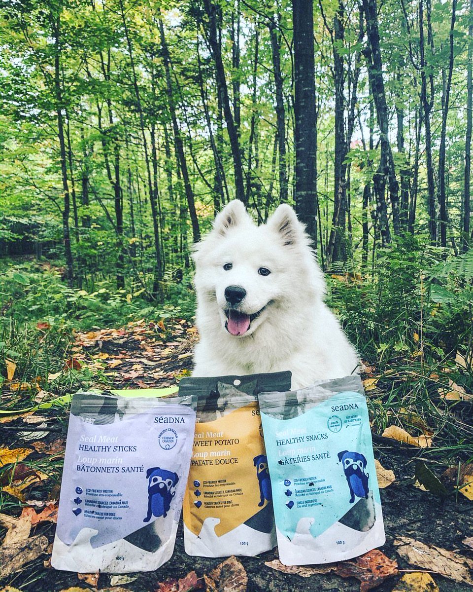 seadnacanada's tweet photo. Albus: "I smells a seal in the forest? "Phoquing" love that smell!" 🐽

More info: https://t.co/njZGO9axQH

Picture: @albus.the.sam
#dog #samoyed #sealmeat #dogtreats #canadianprotein #sealofpupproval #seadnaforpets #seadna https://t.co/cd1DFsd0Bi