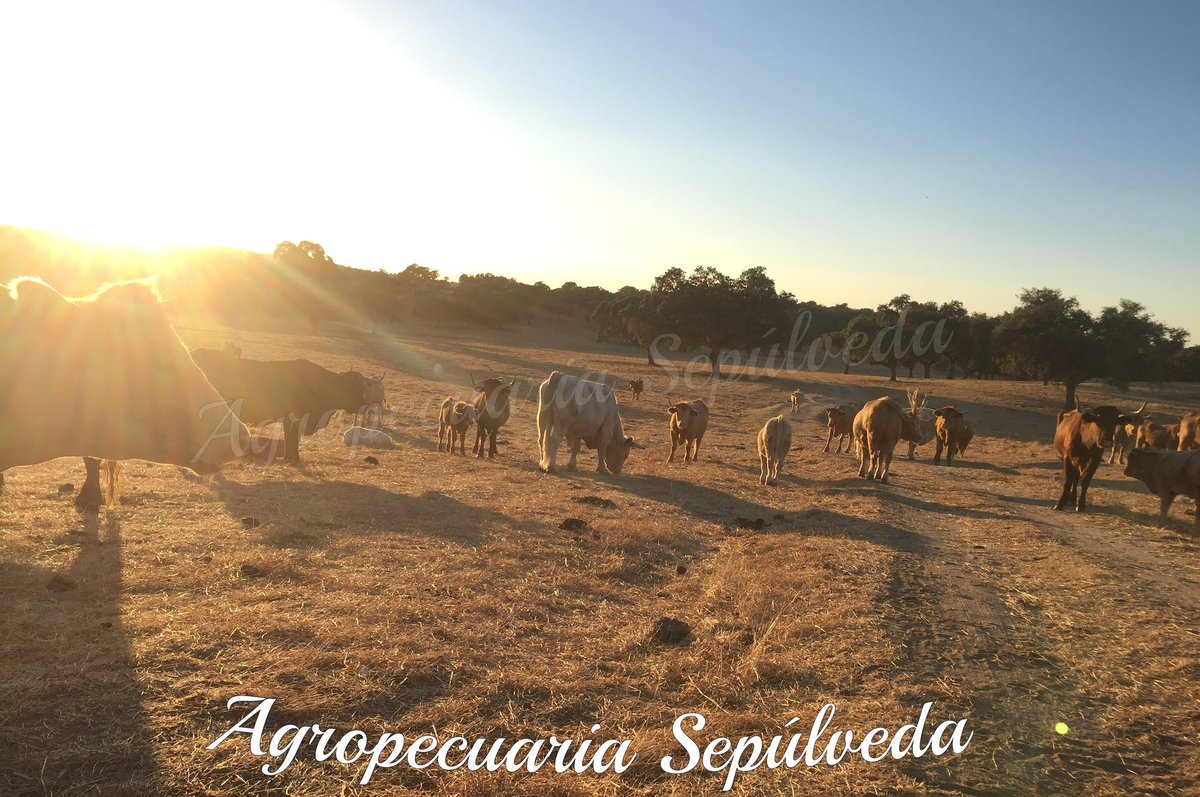 Atardeceres en familia. #farm #granja #bienestaranimal #ganaderiasostenible #MujerRural #medioambiente #ganaderia #agricultura #animalphotography #andalucia #ganaderiaextensiva #naturaleza_spain #ganadobovino #ladehesa #carnes #agricola #vacastyle #andalucia_natura  #empresas