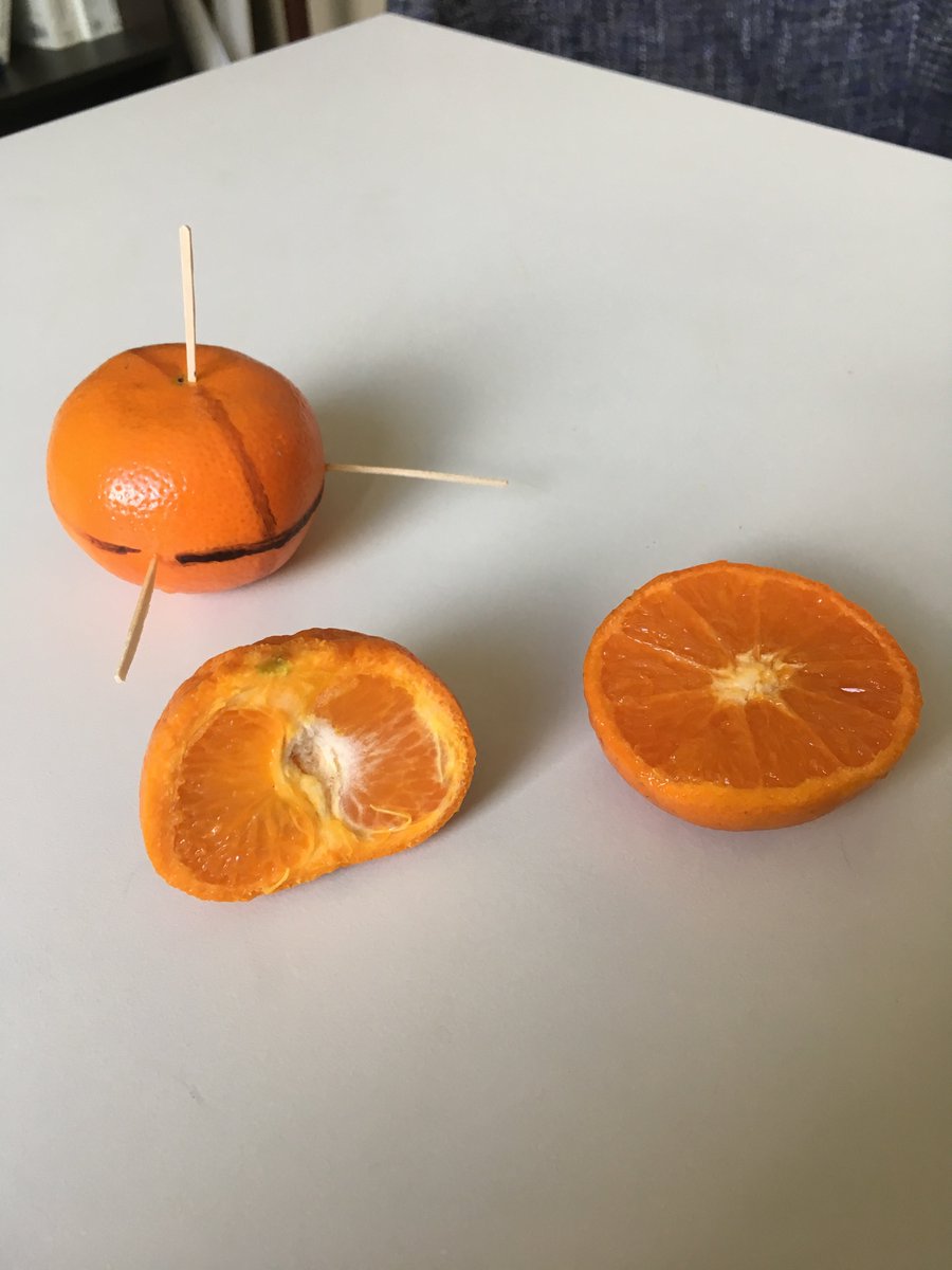 Min folk: tried Sarah Penniston-Dorland's fruit "indicatrix" exercise in class and it worked. Grape=uniaxial positive, mandarine=uniaxial negative, kiwi=biaxial positive. Worth the trip to the grocery store. serc.carleton.edu/NAGTWorkshops/…