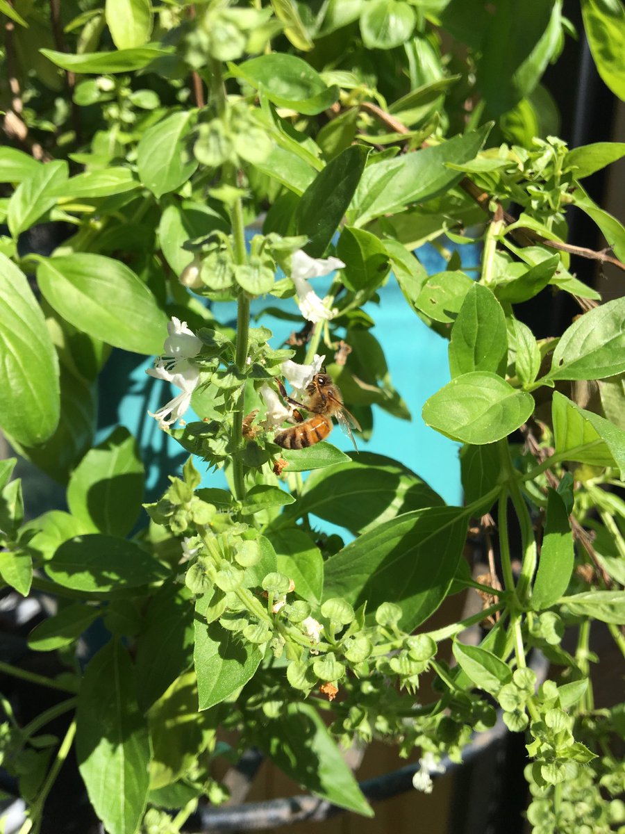 GrumpyChicago's tweet photo. ⁦@AliciaRomanNBC⁩  caught this guy enjoying a sunny lunch in my basil flowers https://t.co/eYs2UJDJZM