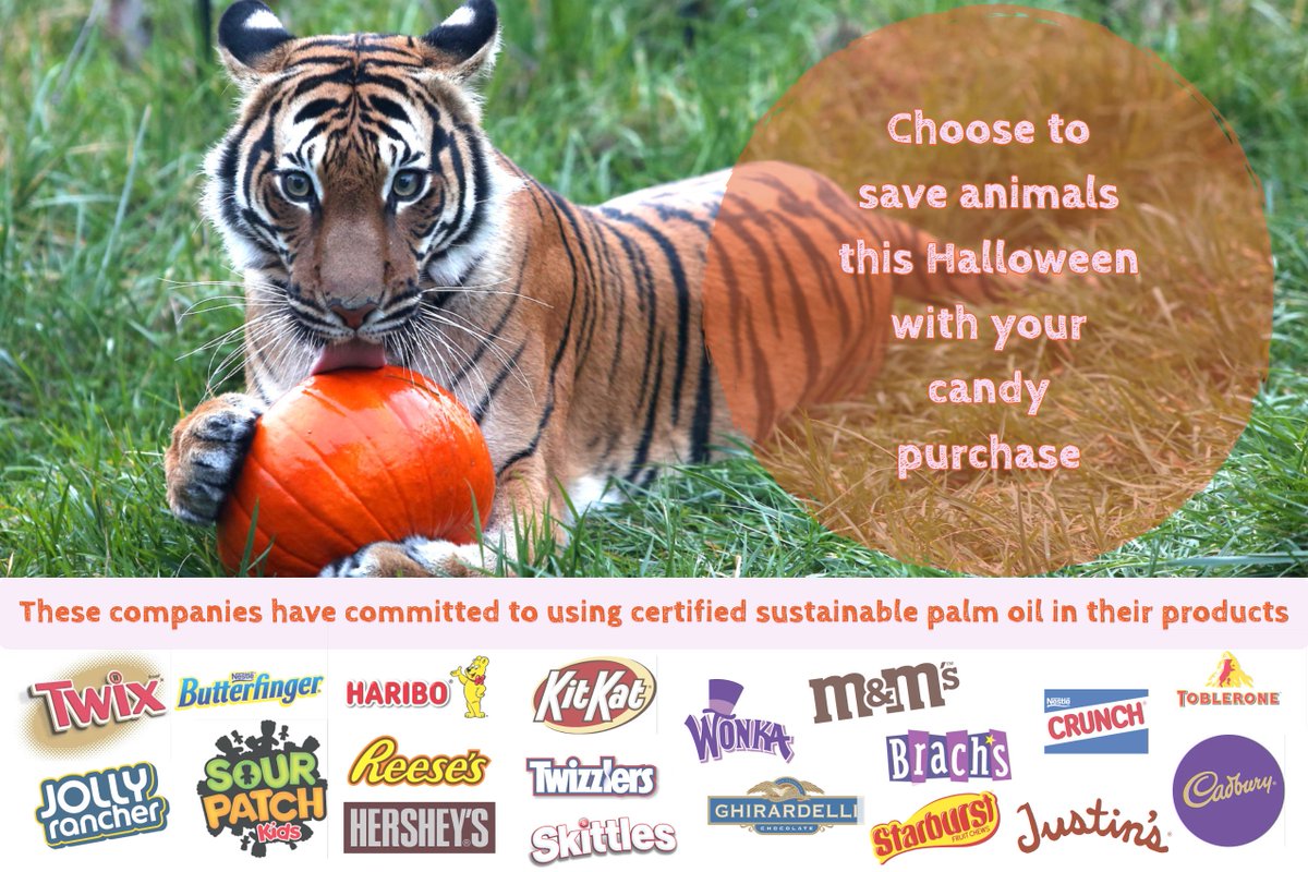 This Halloween choose to save #endangered animals by purchasing candy made from sustainable palm oil. Use this guide as you shop for 🎃 candy. These companies are members of the <a href="/RSPOtweets/">Roundtable on Sustainable Palm Oil</a>  who are committed to making a difference for endangered species. #wildlyfun #PalmOil