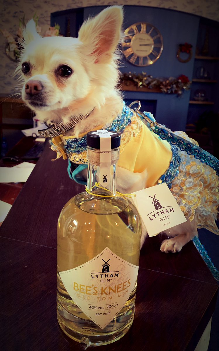 LythamGin's tweet photo. How lovely of Sally to coordinate today’s outfit with our delivery of Lytham Gin Bee’s Knees to the @LindumStAnnes hotel.  What a cutie! #lythamstannes #gin #Chihuahua https://t.co/OtCIduhRIN