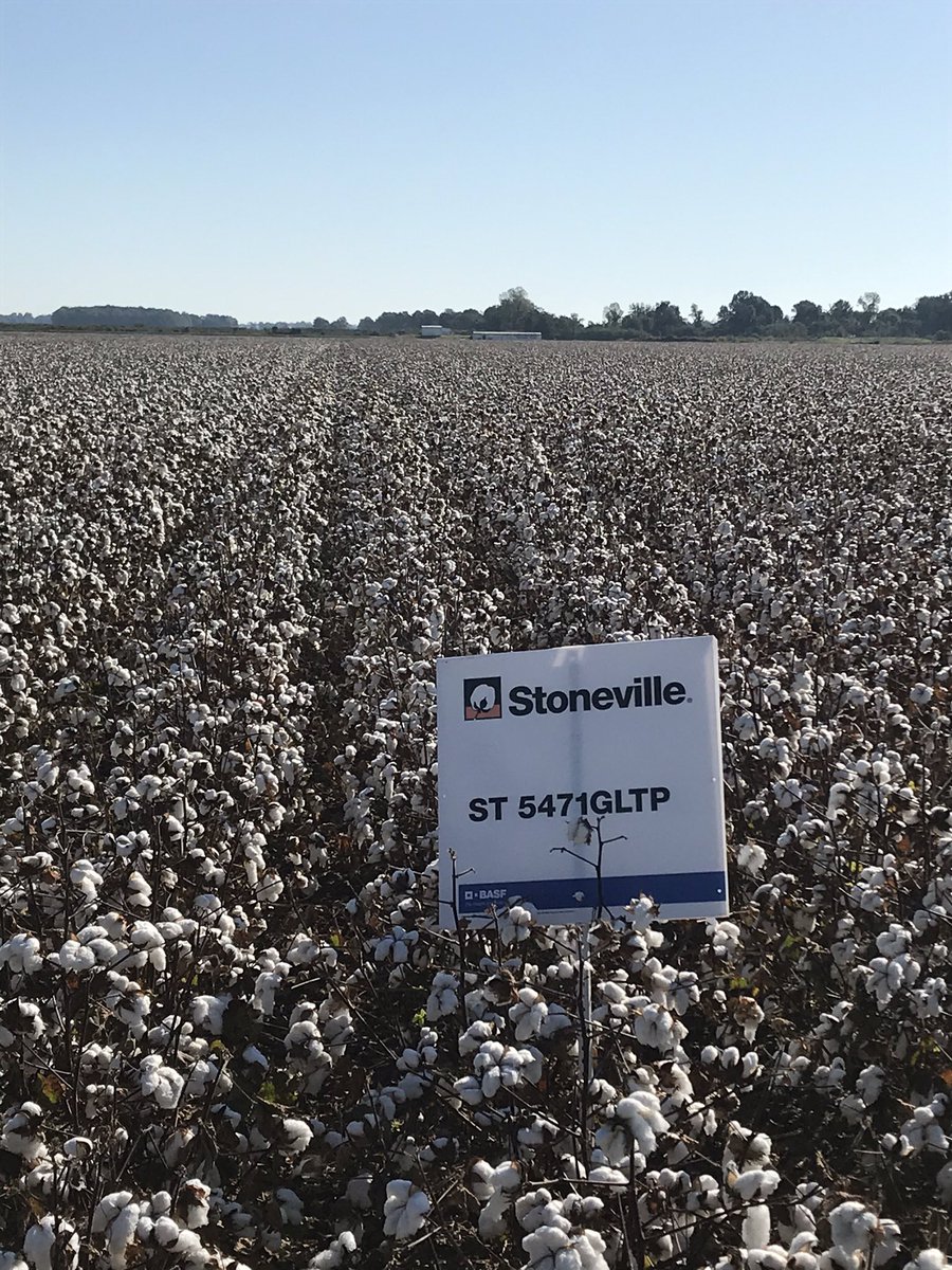 Can’t wait for the picker to get in this field in Clay County #Stoneville #BASFtweets