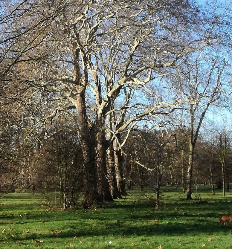 ChemunityICL's tweet photo. Next walk in our ‘Take a break… Go outside’ series for #WorldMentalHealthDay, Prof. Quirke suggests walking from the Italian gardens in Kensington Gardens to Queen's Gate. Has fountains, statues, and parrots, squirrels and dogs full of joie de vivre! @WMHDay #TakeABreak #Walking https://t.co/BFuQLkUgRf