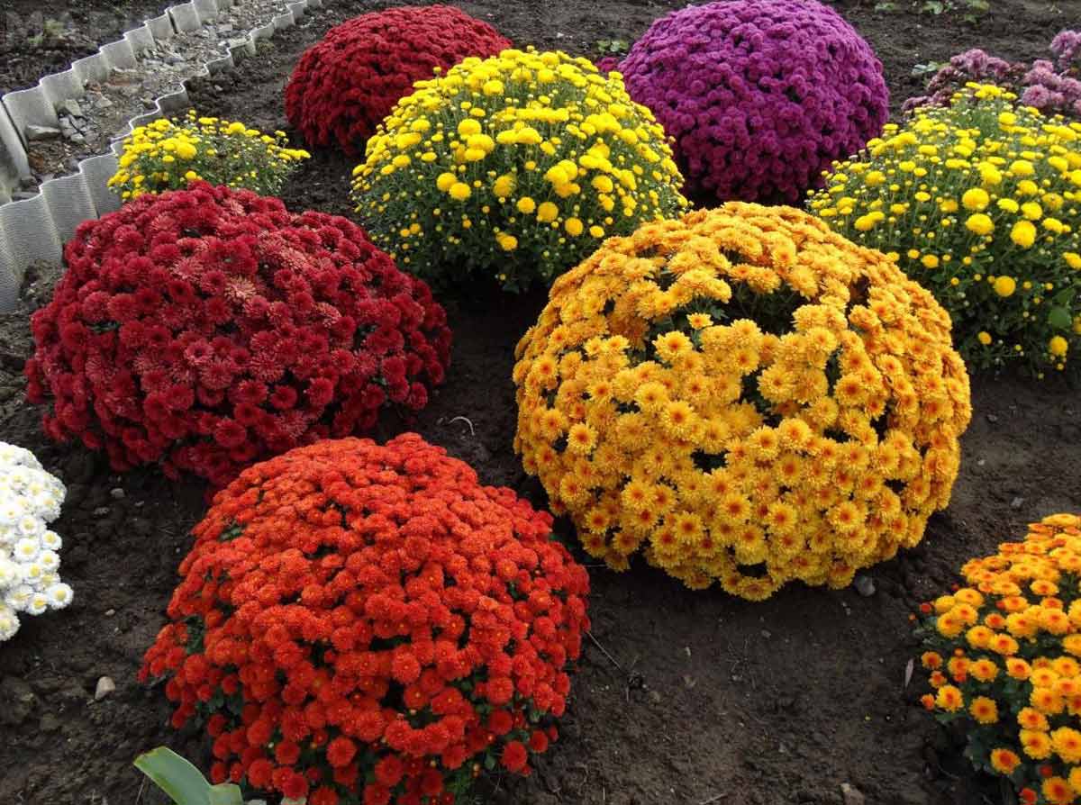 Хризантема мультифлора микс