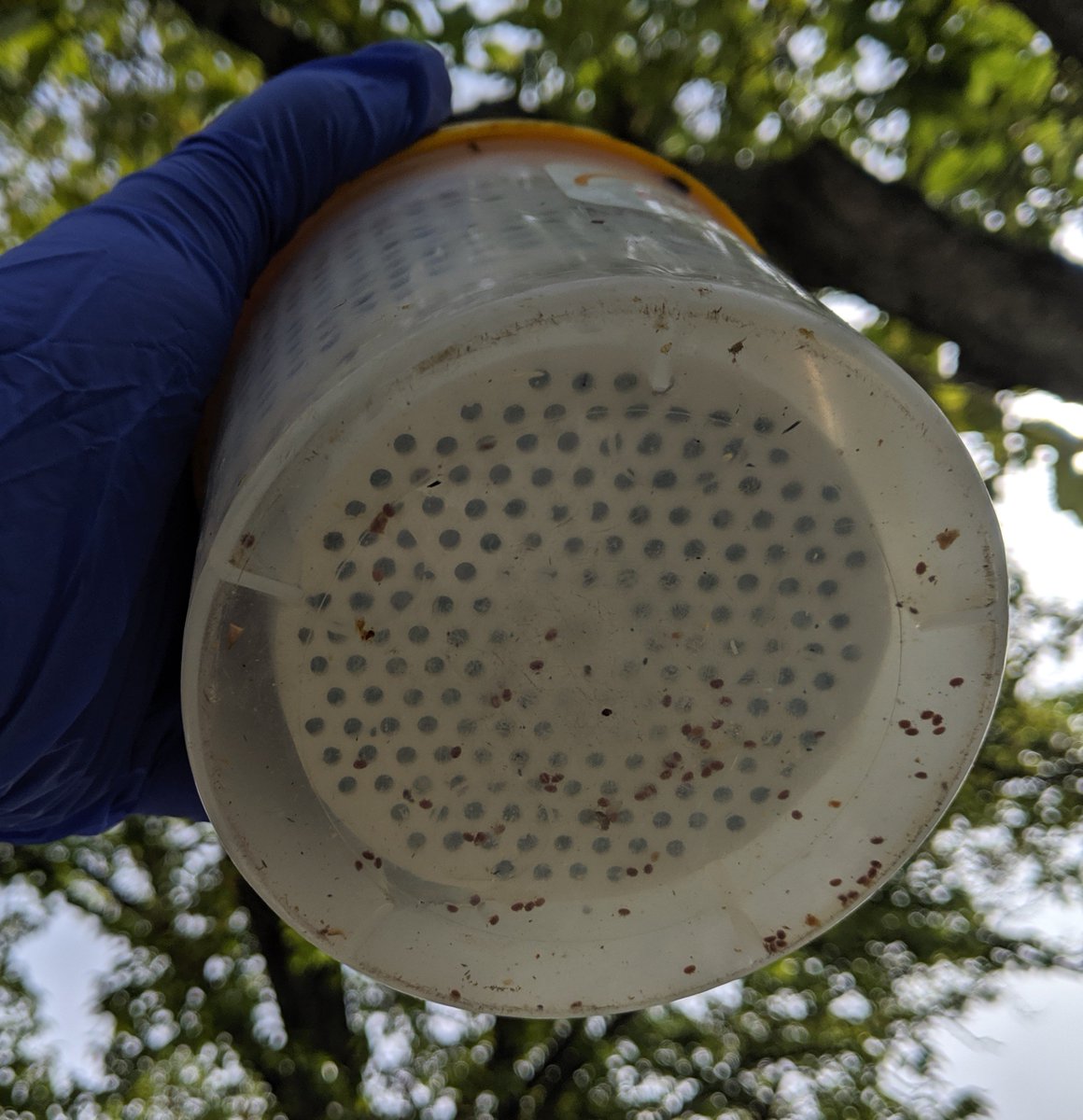 beescapepsu's tweet photo. Ever wonder what a REAL varroa mite infestation looks like? Here's a sample taken yesterday from a colony left untreated. Here at #PennState, we treat our colonies aggressively for varroa but this image (66 mites!) shows how elevated mite levels can become! #beekeeping #beescape https://t.co/SBiOOq24Qq