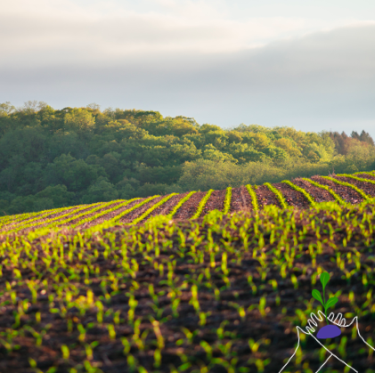 NoFilterFrance's tweet photo. LA PLANÈTE, VOUS LA VOULEZ BLEUE OU BIEN CUITE ? // Agir pour la transition, c'est se mobiliser pour apprendre à vivre de façon plus durable !
Cultiver à la NoFilter = optimiser la gestion des ressources
#weareNoFilter #naturellementmilitant #propageonsleBon 👌 https://t.co/xfRYiy8kaf