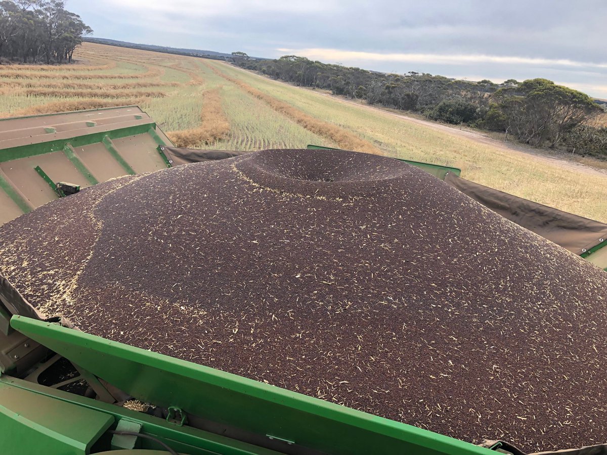stuart_hocking's tweet image. Earliest we have ever started harvest. Still not booking December holiday #southcoastwa