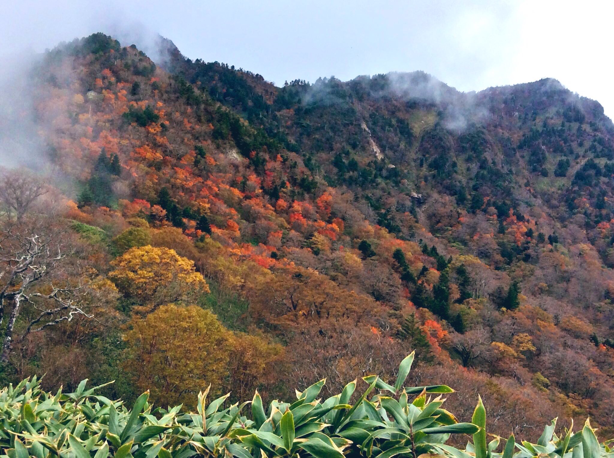 四國紅葉最新消息 每日更新 Japan Travel 日遊情報網
