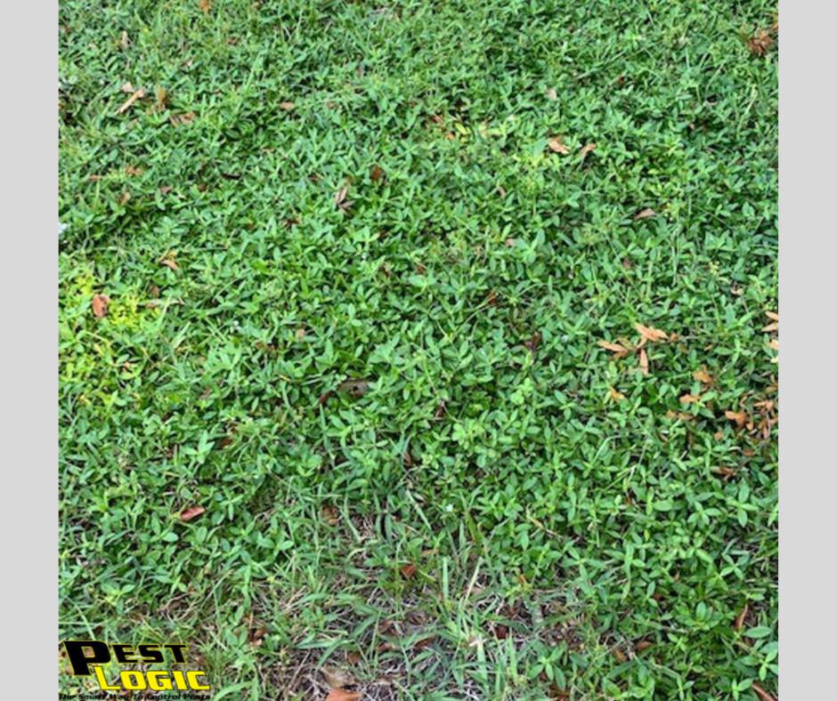 Pest_Logic's tweet image. Happy Wednesday!

Has Buttonwood matched with your yard? Contact us today to set up weed treatments or a Fall weed and feed application. (954) 316-6400

#WeedWednesday #TheWeedConnection #Buttonwood #PestLogic #LawnAndOrnamental #ShopLocal