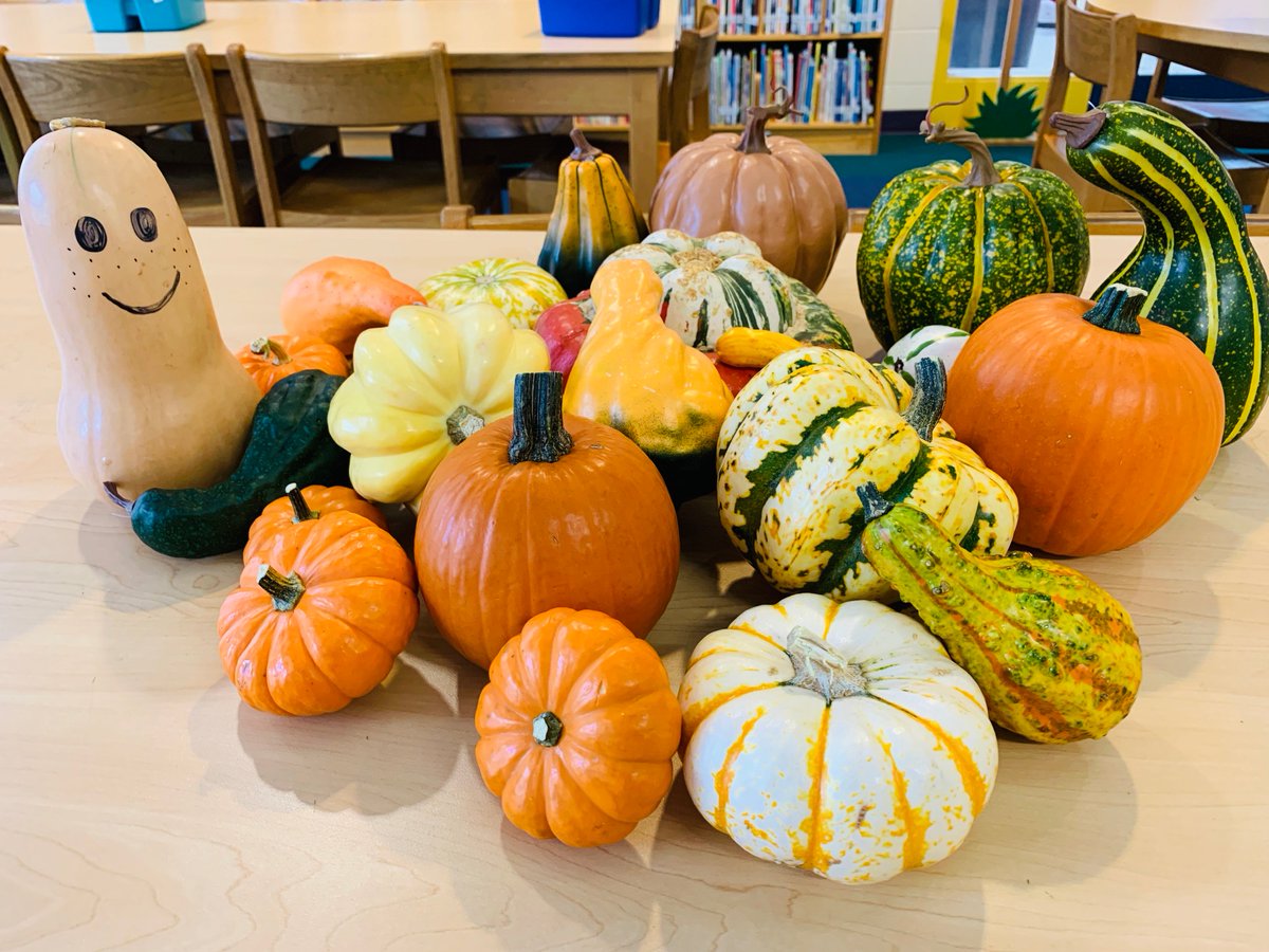 FarrahMilby's tweet photo. Cucurbit Cousins-Kindergarten Inquiry into squash, pumpkins, and gourds including (of course) Sophie's Squash by @PatZMiller #WhesThinkerLab #InquiryInMotion @MrsHayes_WHES https://t.co/ls9tWNM4mO